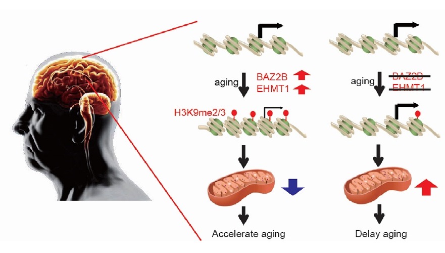 novel anti-aging targets