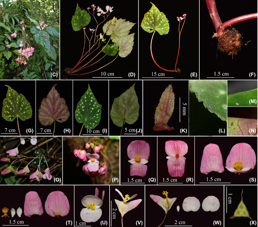 A New Tuberous Species of Begonia Found in Puer