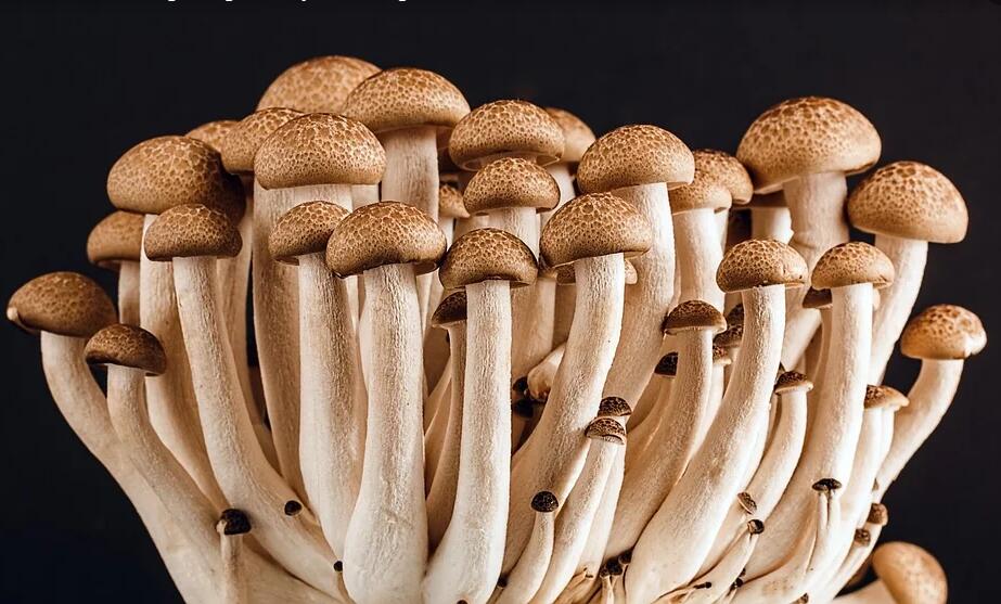 Study Provides an Update Review of Arsenic Speciation in Mushrooms from China