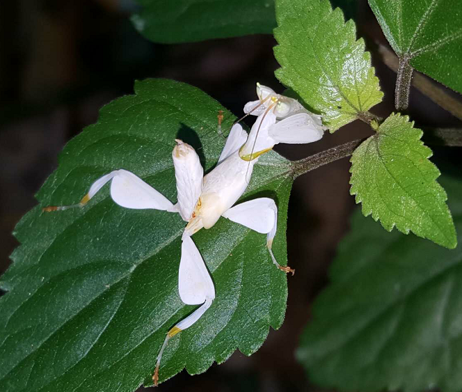Orchid Mantis Ambushes Foraging Butterflies