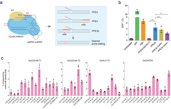 Scientists Optimize Prime Editing for Rice and Wheat