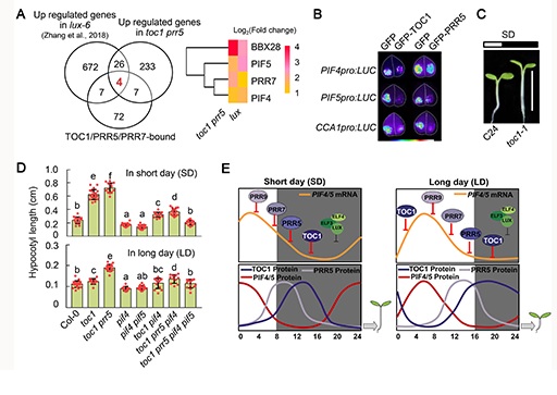 Day Length Determines Plant growth? Yes, Clock Mediates