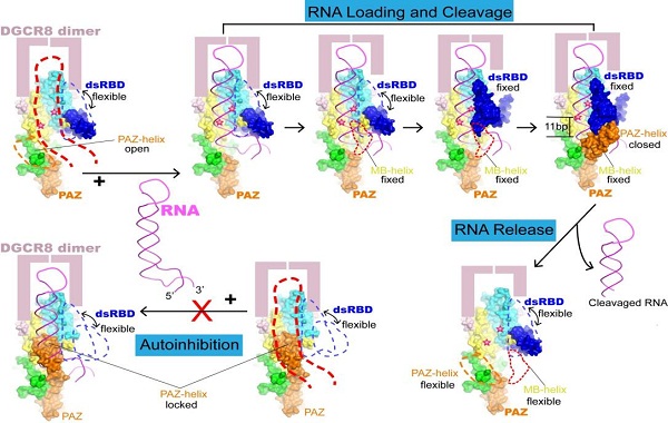 Researchers Reveal Mechanism of Trimming Longer RNA Transcripts to Become Micro RNA