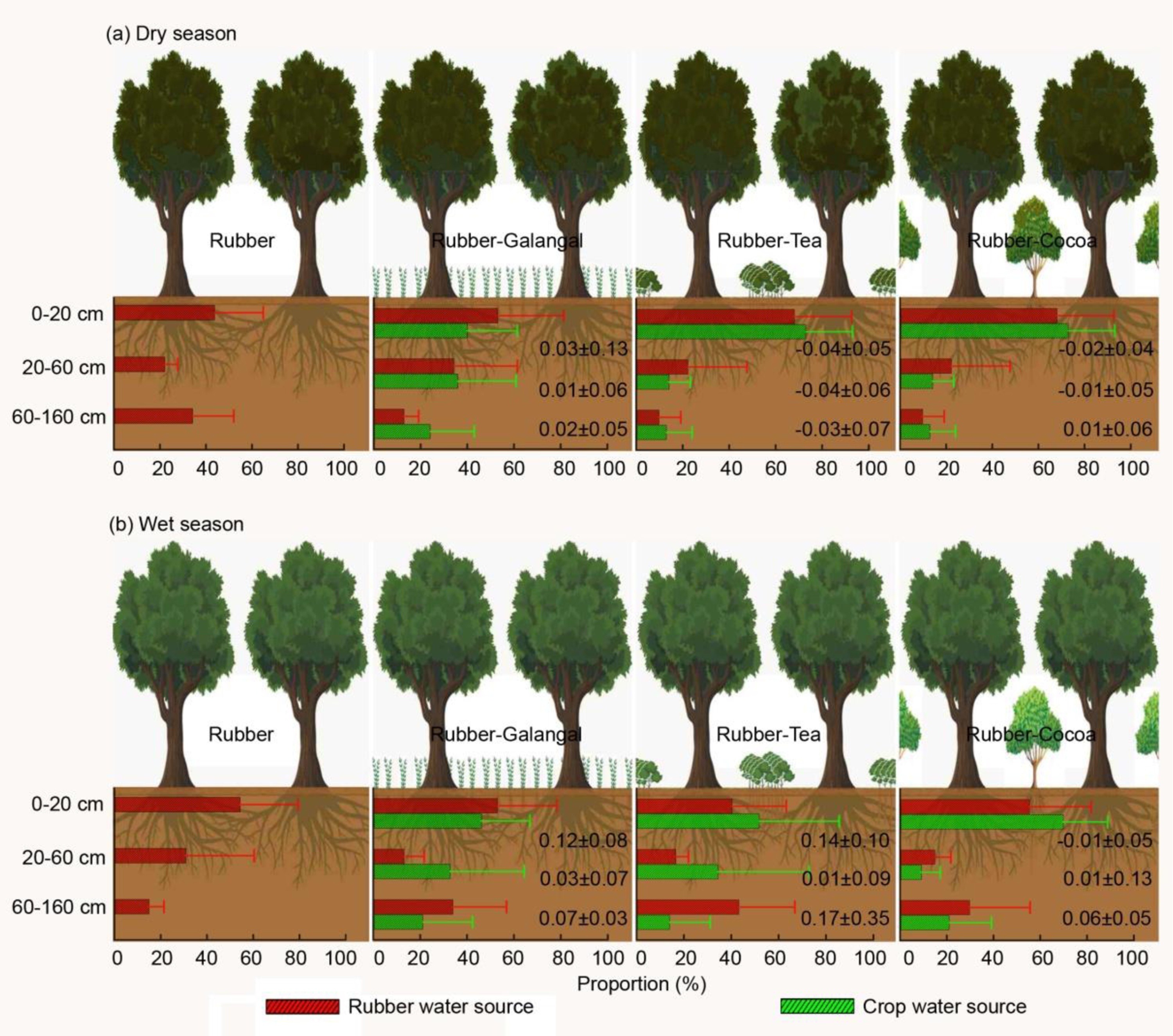Schematic illustrating the water source of rubber trees and intercrops in the dry and wet seasons.jpg