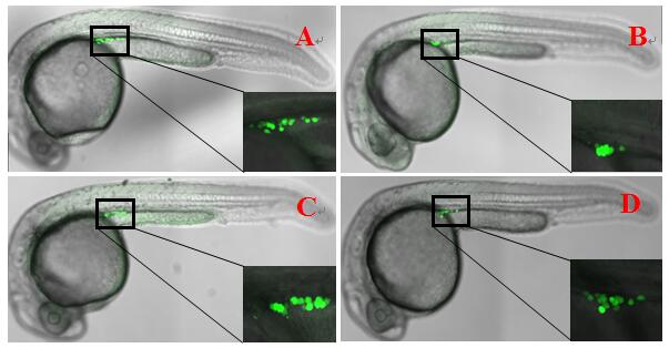 Gnrh3 Regulates Primordial Germ Cell Proliferation and Sex Differentiation in Developing Zebrafish