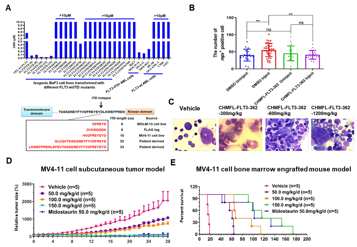 Scientists Discover a Novel FLT3-ITD Mutants Selective Inhibitor