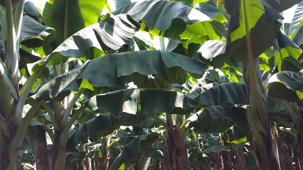 Banana plantation in Xishuangbanna .jpg