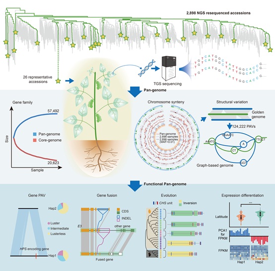 Soybean graph-based genome construction and pan-genome analyses