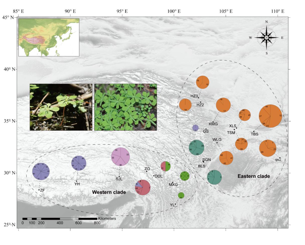 Population structure of Circaeaster agresti (Image by WBG).jpg