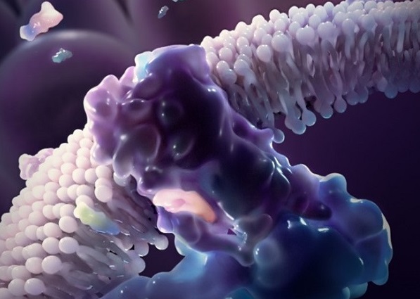 Scientists Reveal Structural Basis of Bile Acid Receptor Activation and Ligands Recognition