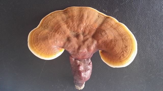 Ganoderma Meroterpene Derivative Increases Abundance of Bacteroides spp. to Activate Bacteroides-folate-liver Pathway Alleviating NAFLD