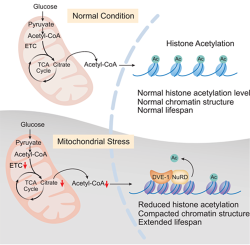 Mitochondrial Metabolite Mediates Longevity through Epigenomes