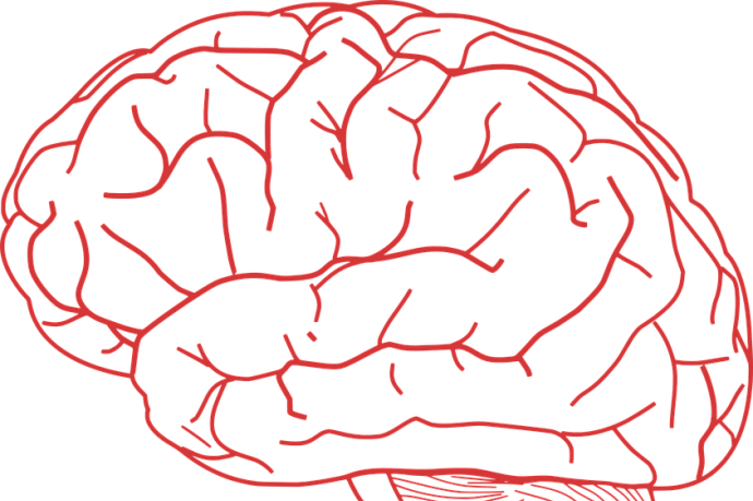 Discovering the Mechanism of Brain Vascular Pathfinding During Development