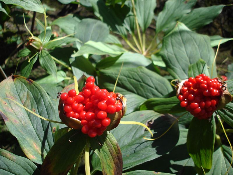 Study Uncovers Mechanisms Underlying Biosynthesis and Accumulation of Paris Saponins in <em>P. polyphylla</em>var<em>. yunnanensis</em>