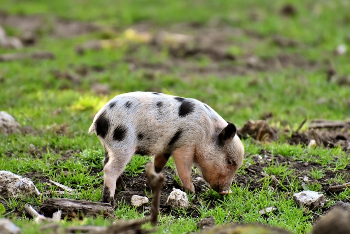 Maternal Uridine Supplementation Affects Fatty Acids and Amino Acids Constituents of Piglets