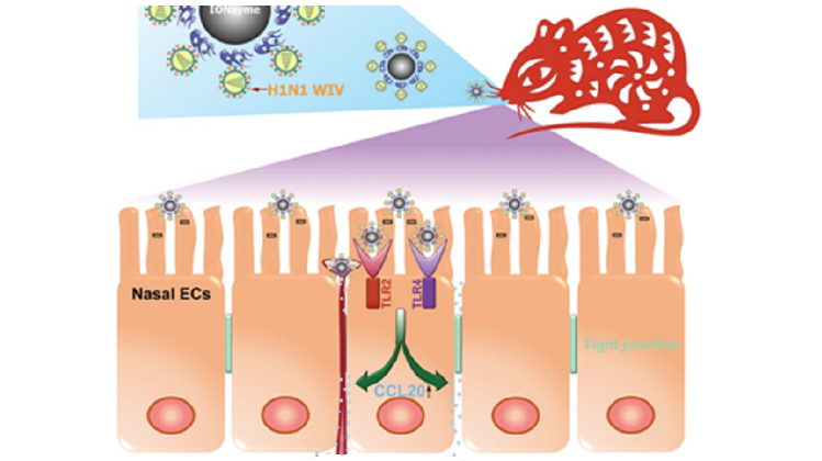 Nanozyme Acts as Catalytic Adjuvant to Enhance Mucosal Vaccination for Influenza Protection