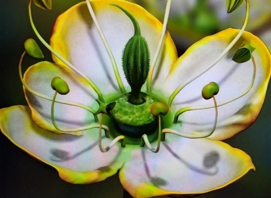 <i>Dinganthus</i> Sheds New Light on Evolution of Flowers