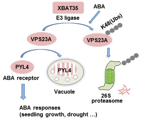 Scientists Reveal Mechanism of ESCRT-I Component VPS23A Degradation in Abscisic Acid Signaling