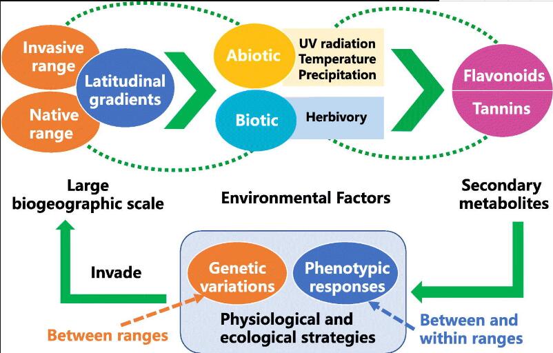 Invasive Plants Adapt to Environments through Trade-offs between Secondary Chemical Responses