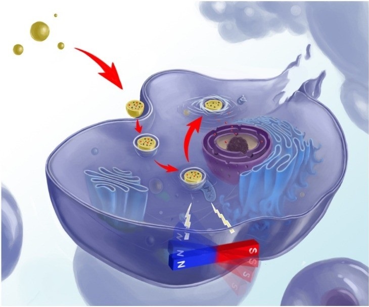 Researchers Develop Magnetically Switchable Mechano-chemotherapy to Overcome Tumor Drug-resistance