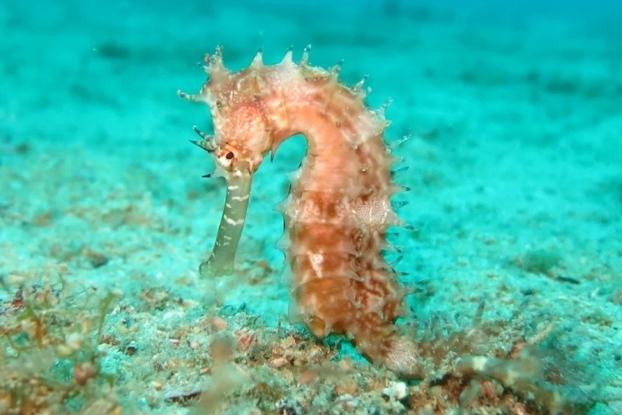 seahorse.jpg