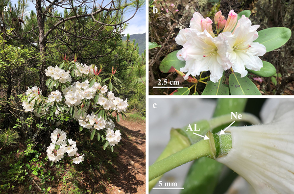 Rhododendron Plants Salvage Floral Nectar before Flower Abscission Instead of Floral Pigment