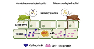 Aphid-secreted Salivary Protease Activates Plant Defense in Phloem