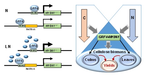 Scientists Identify Molecular Connection between Biomass Production and Nitrogen Utilization Efficiency in Rice