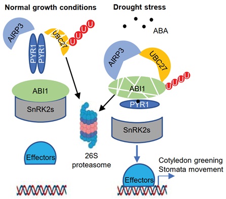 Scientists Reveal Novel Regulation Mechanism of ABA Co-receptor ABI1 by E2-E3 Complex UBC27-AIRP3