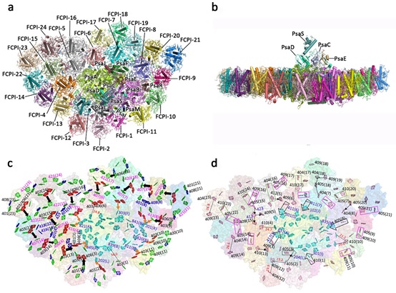 Structure of Photosystem Protein Supercomplex from Diatom Reveals Its Highly Sophisticated Energy Transfer Network