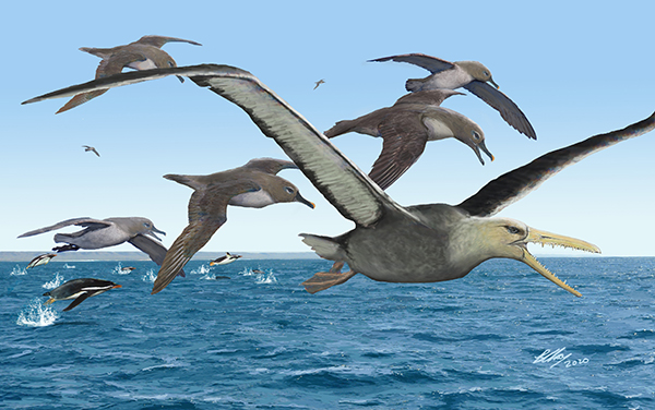 The Earliest Giant Flying Birds Flew over Antarctica 50 Million Years Ago