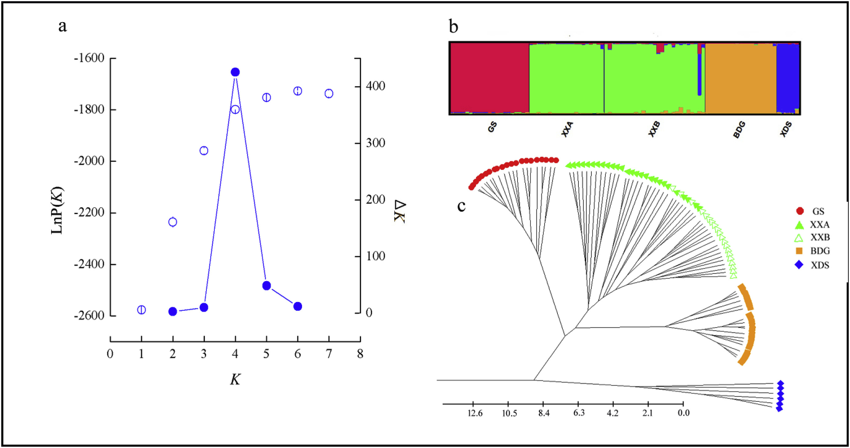 Research Reveals Decreasing Genetic Connectivity in Endangered Tree <i>Magnolia patungensis</i> in Fragmented Forests