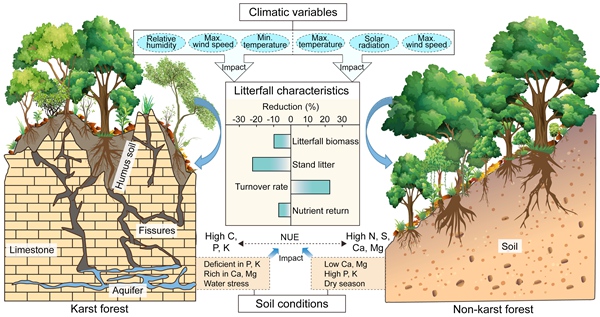 Study Compares Long-term Litterfall Characteristics in Tropical Karst and Non-karst Forests