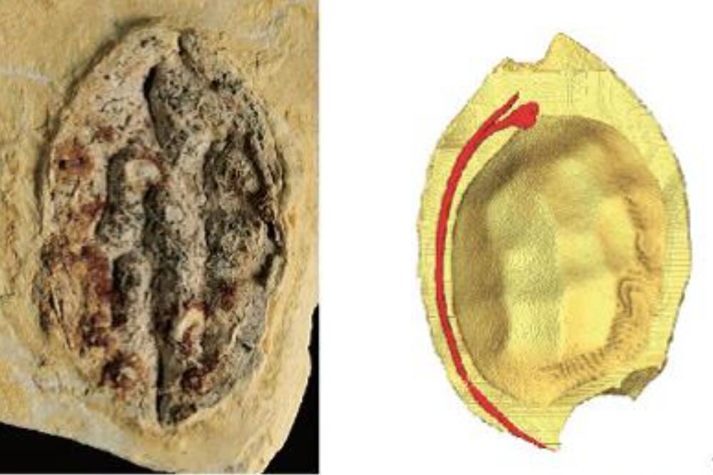 First Icacinaceae Fruit Fossil Record in East Asia Reported from Yunnan