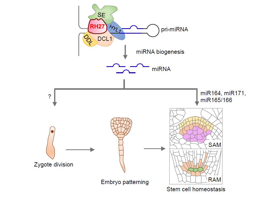 Scientists Reveal Role of RNA Helicase in Zygote Activation and Stem Cell Homeostasis in Pants