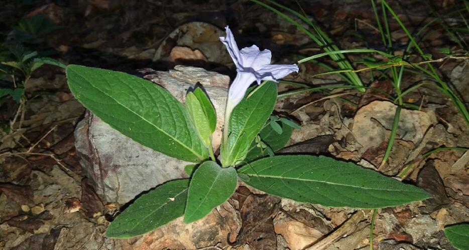 First Record of Long Lost Ruellia bella Reported in Myanmar
