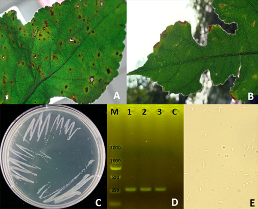 Host of <EM>Pseudomonas syringae</EM> pv. <EM>Actinidiae</EM>: Paper Mulberry Aggravates Pathogen Spread Among Kiwifruit