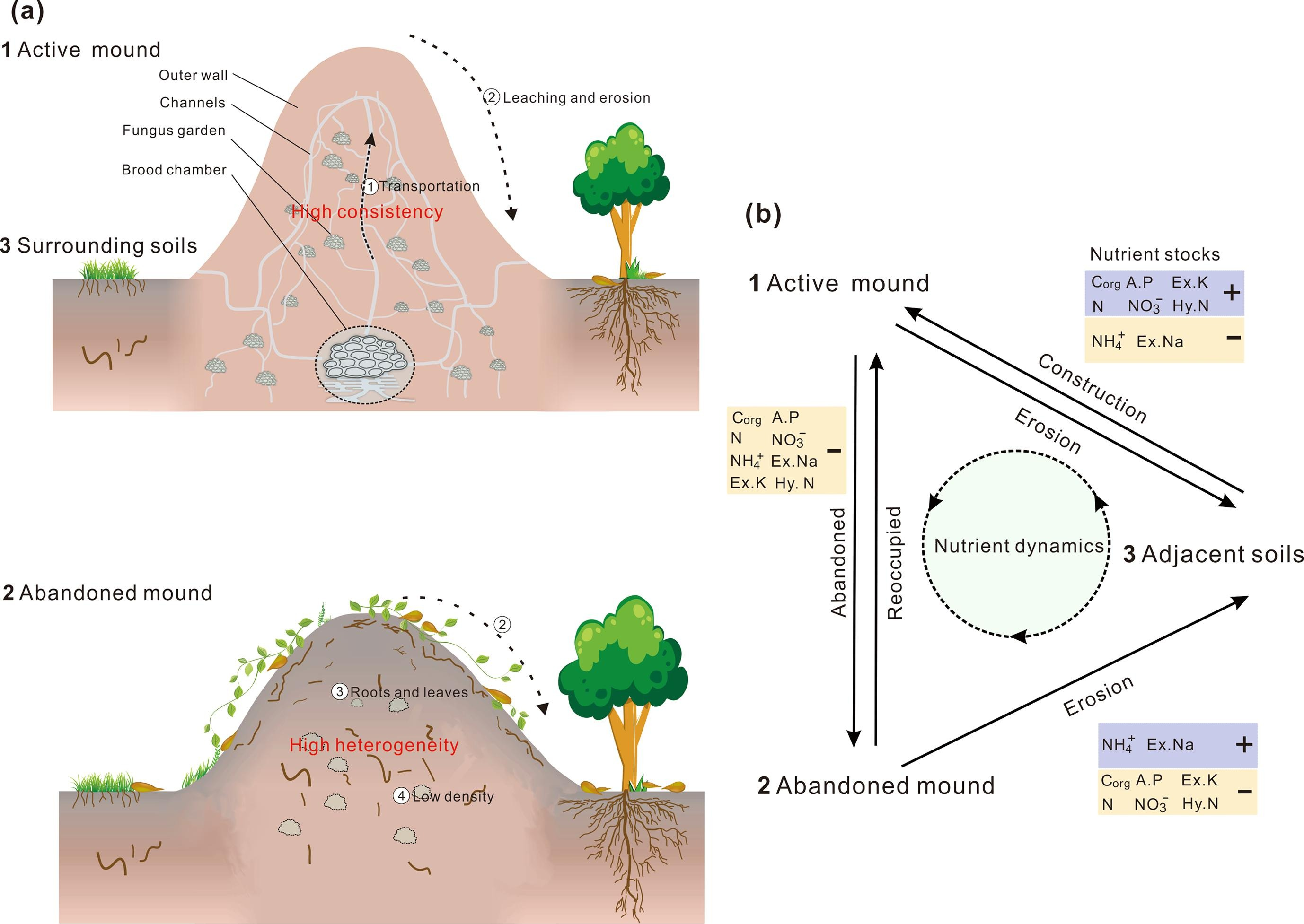Schematic diagrams illustrating (a) the fixation, distribution and cycles of the nutrients, and (b) the corresponding effects of termite mounds on nutrient dynamics.jpg
