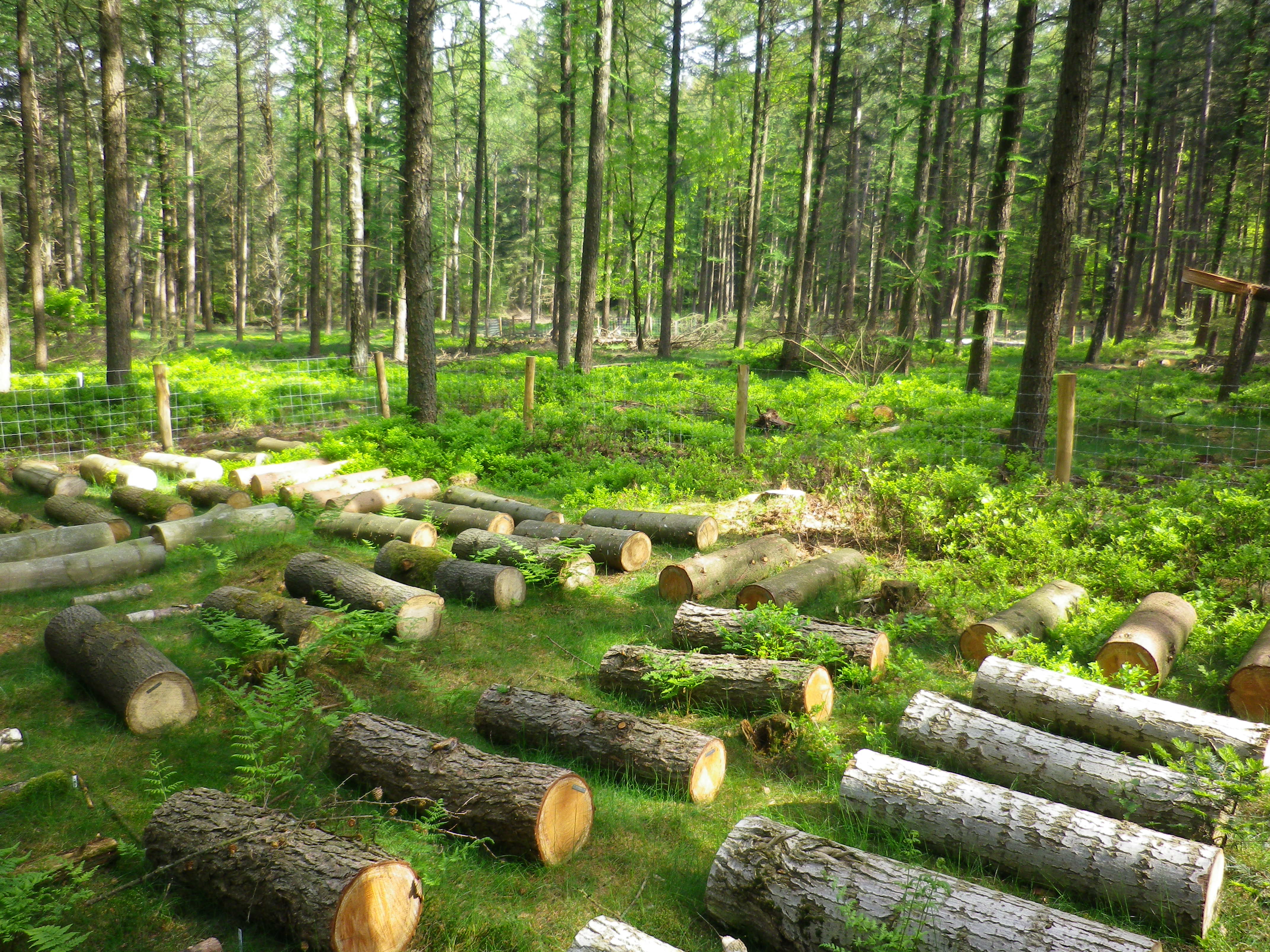 Community Assembly Trajectory of Invertebrates in Deadwood: Convergence after Divergence