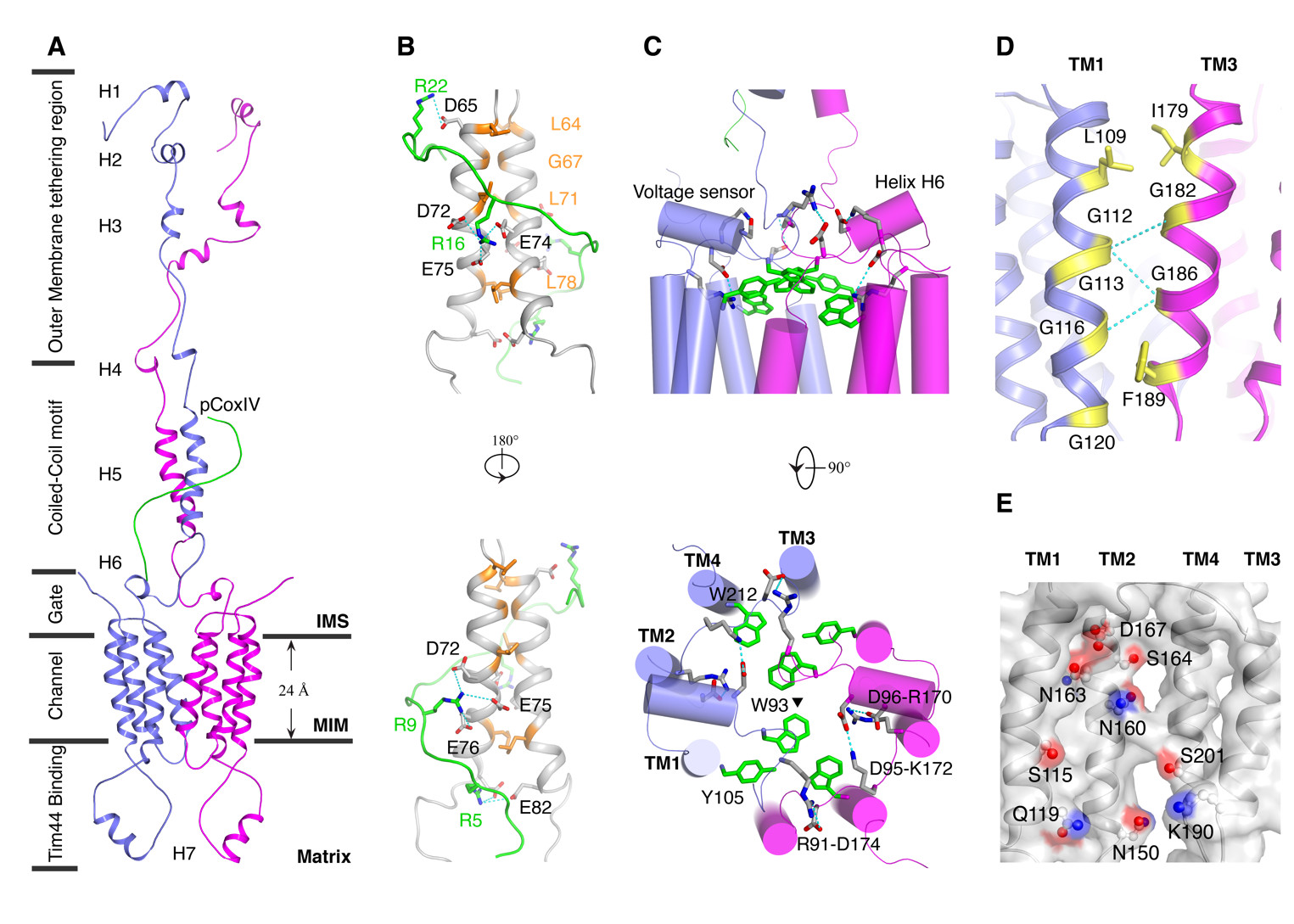Scientists Resolve Solution Structure of Yeast Tim23 Channel in Complex with Peptide
