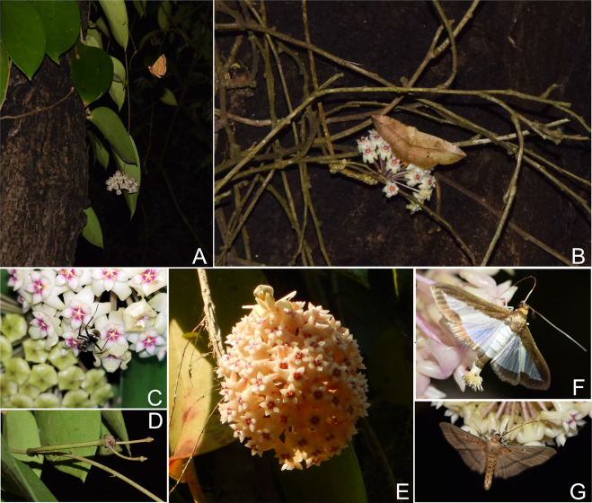 Most Effective Pollinator of <em>Hoya pottsii</em> Revealed