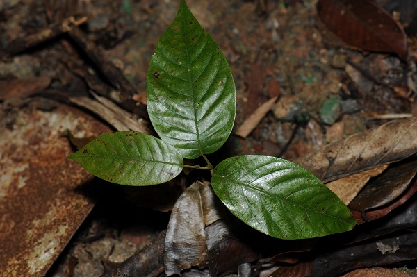 How Does Distance and Density Dependence Vary across Life Stages of Plants?