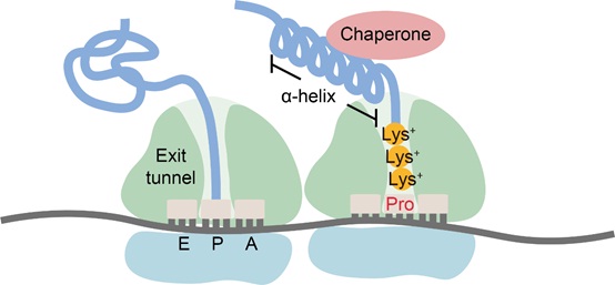 Researchers Unveil Widespread Ribosome Collisions that Promote Cotranslational Protein Folding