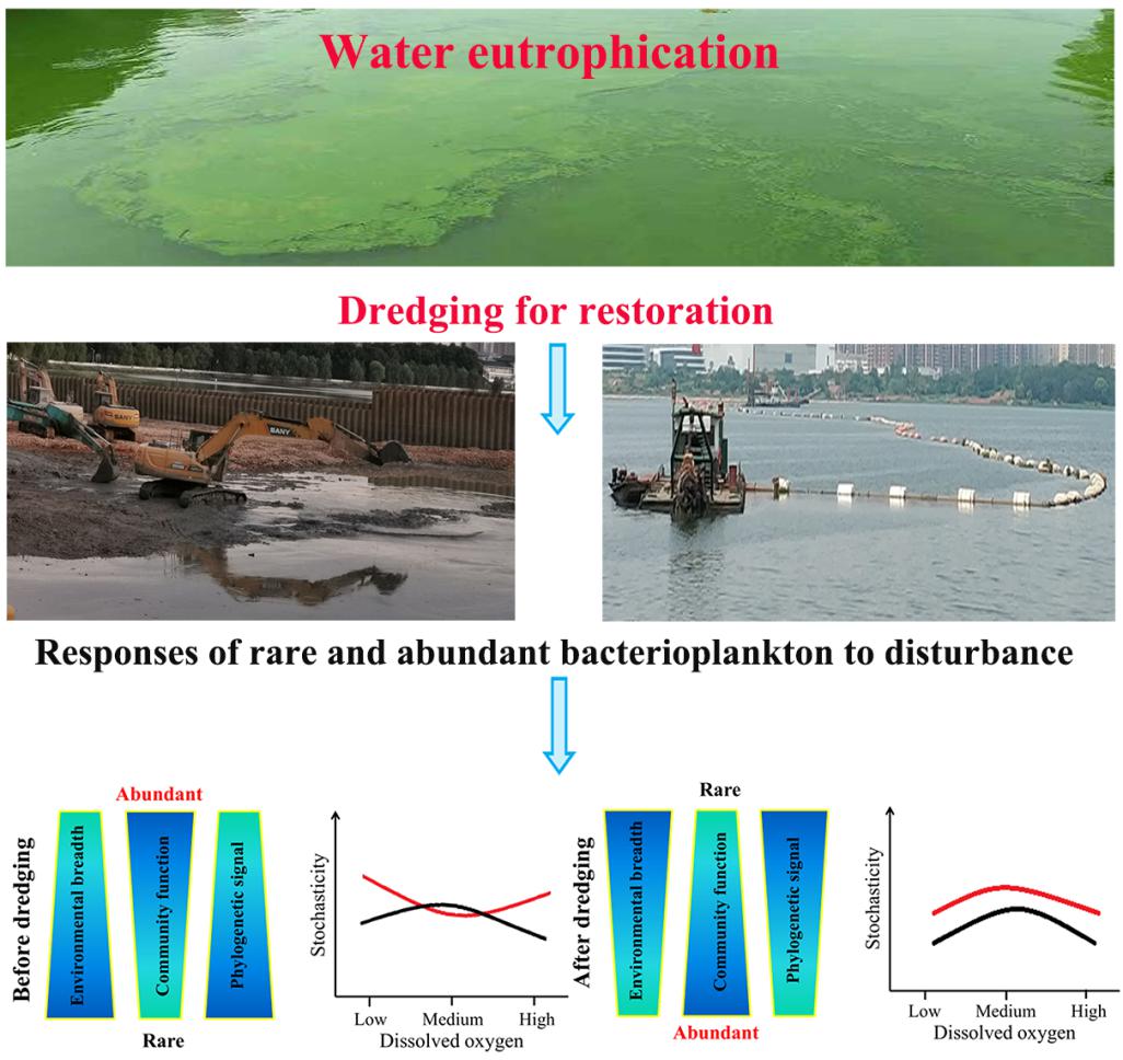 Ecological Mechanism behind Dredging Revealed to Mitigate Lake Cyanobacterial Blooms
