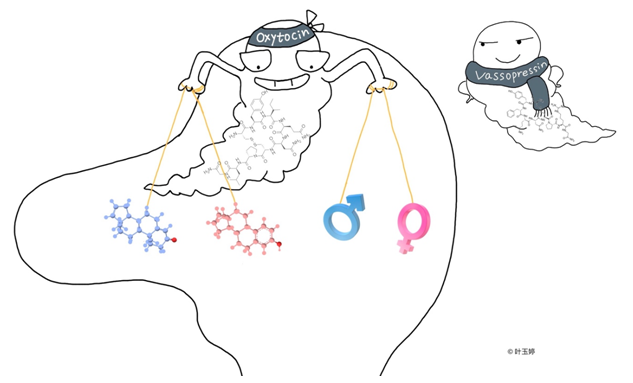 Oxytocin Determines Smell of Gender
