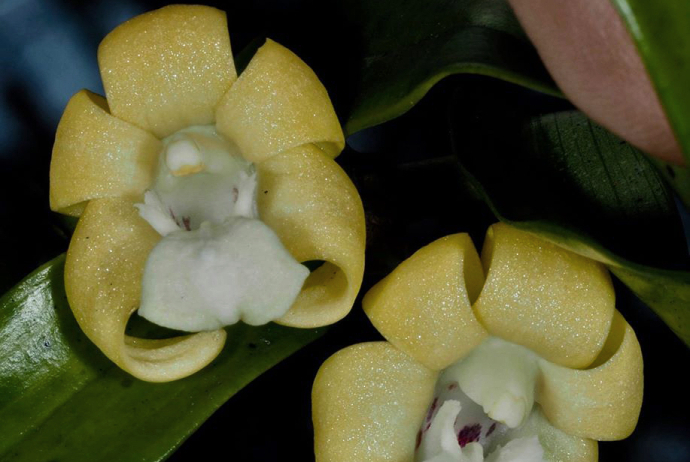 New Species of <i>Dendrobium</i> Orchid Found in Indonesia
