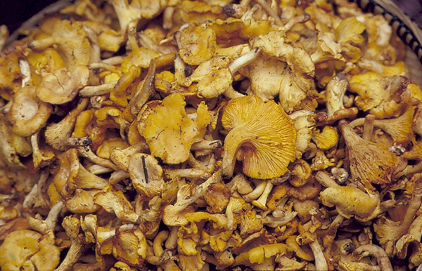 Edible Yellow Chanterelles Commonly Sold in Mushroom Markets of Yunnan Are <i>Cantharellus yunnanensis</i>