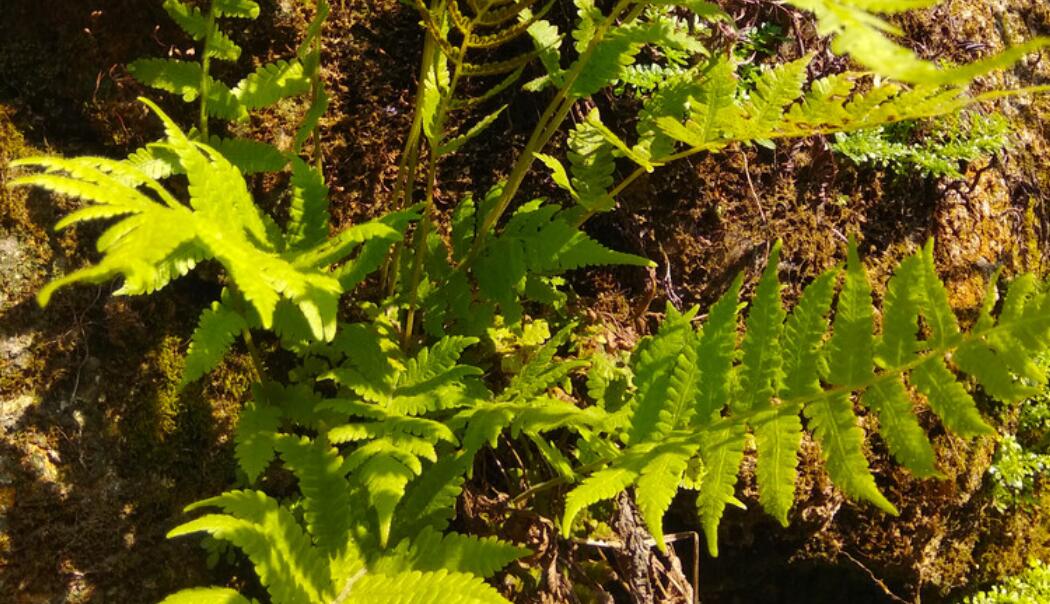 Most Fern Species in Xishuangbanna are Rare, Research