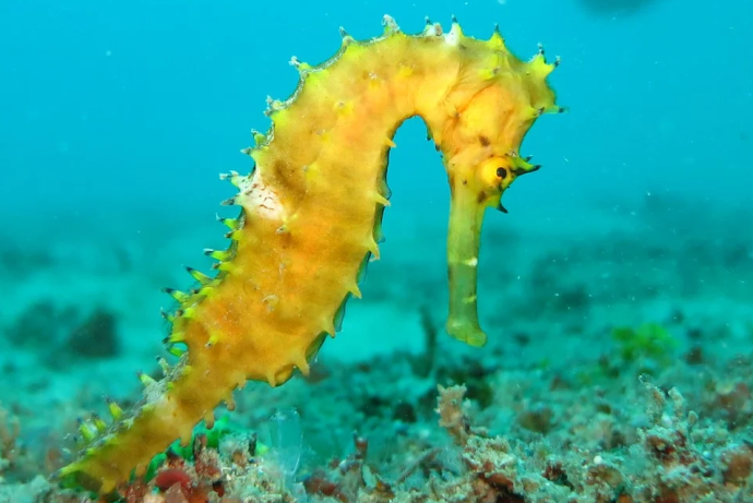 Study Reveals Global Dispersal Routes and Convergent Genetic Adaptations in Seahorse Evolution
