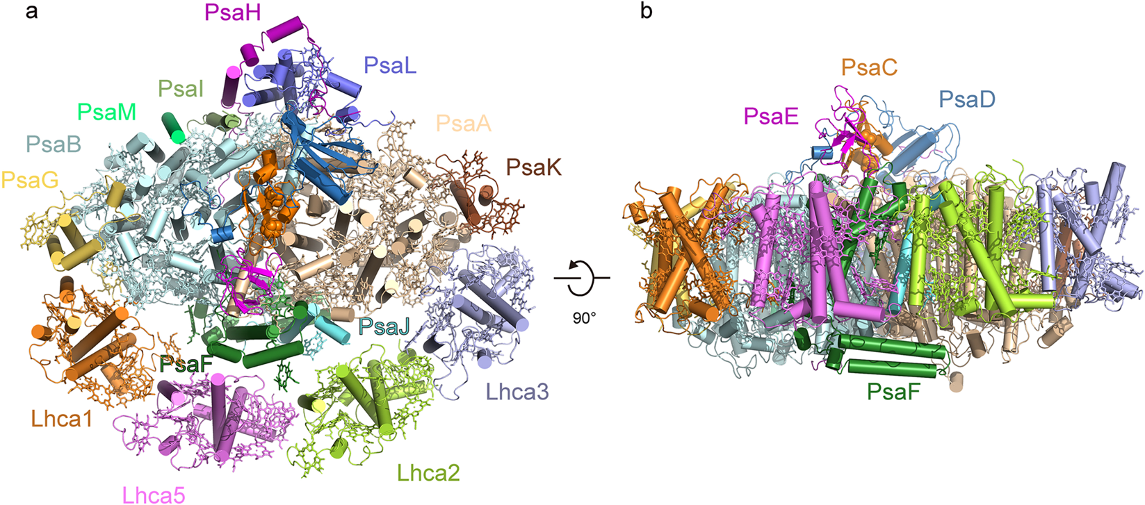 Scientists Reveal Structure of PSI-LHCI Supercomplex in Moss <em>Physcomitrella patens</em>